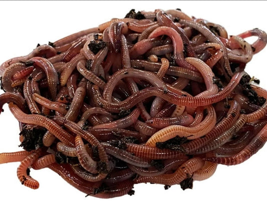 Red Wiggler Worms 1/4 lb